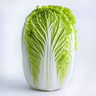 A single head of Hilton Chinese Cabbage on white.