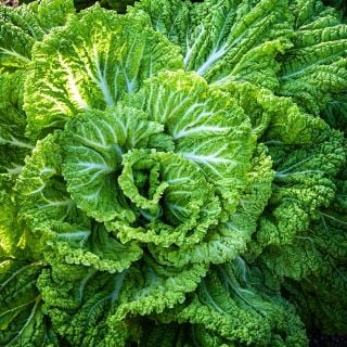 An overhead view of a giant Kyoto #3 Chinese Cabbage growing in a greenhouse at Baker Creek.