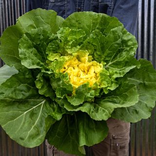 A gardener holding a full freshly cut head of Golden Beauty Chinese Cabbage.
