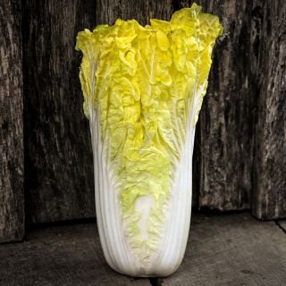 A single Golden Beauty Chinese Cabbage against a dark wooden wall.