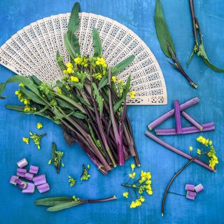 Purple or Chinese Flowering Cabbage Choy Sum arranged with a fan on blue background.