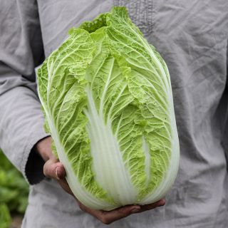 Jere Gettle holding large head of Hilton Chinese Cabbage.