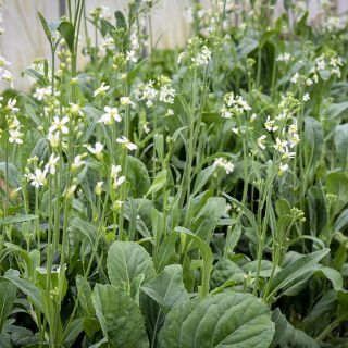 Broccoli Yod Fah growing in garden.