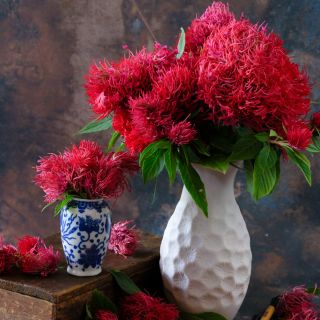 Full deep red blooms of Chinese Wool flower in multiple vases against a marbled backdrop. 
