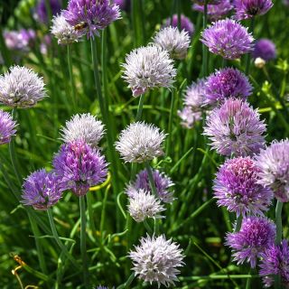 Common Chive flowers blooming at different stages of maturity in the garden.