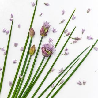 Common Chives with blooms fanned out on a white background.
