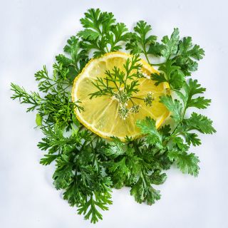 Dwarf Lemon Cilantro surrounding a lemon slice on white background.