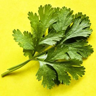 A close-up detail of Dwarf Lemon Cilantro leaves on bright lemon-yellow background.
