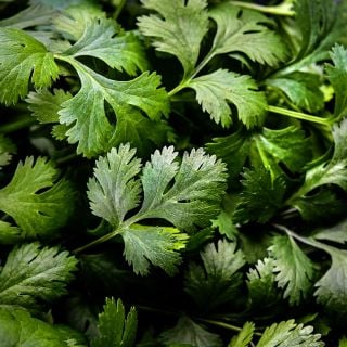 A close-up view of Slo-Bolt Cilantro leaves.