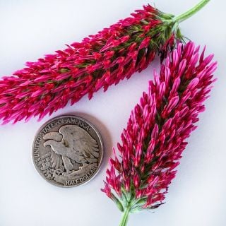 A pair of Crimson Clover blooms with a quarter to show their size on a white background.