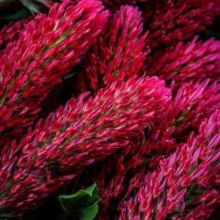 A close-up micro view of the Crimson Clover flowers.