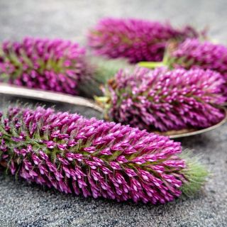 Red Feathers Clover on spoons and arranged on a stone background.