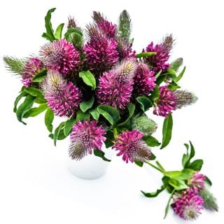 Red Feathers Clover in a white vase on a white background.
