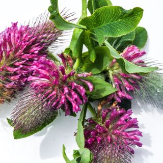 Macro close-up of some Red Feathers Clover flowers and foliage.