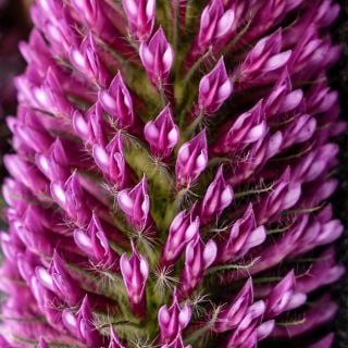 A close-up macro view of Red Feathers Clover flower and petals.