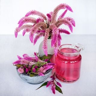 Asian Garden Celosia in a vase with tea on a high-key background.