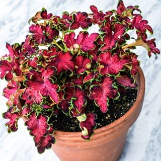Colocha Rose Coleus growing in a pot sitting on a white marble background.