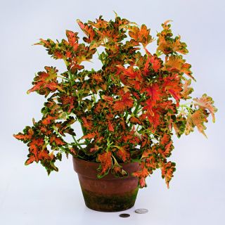 Colocha Sunset Coleus in a terra cotta pot on a white background.