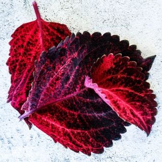 A close-up view of Folia Sunset Coleus on textured light background.