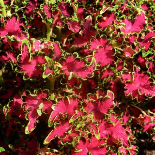 Colocha Rose Coleus growing in the gardens at Baker Creek.