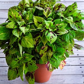 A Folia Mosaic Coleus growing in a pot on the porch of the Baker Creek Seed Store.