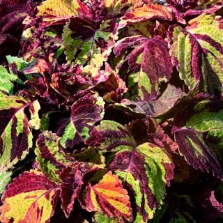 Folia Picasso Coleus plants growing in the trial gardens at Baker Creek.