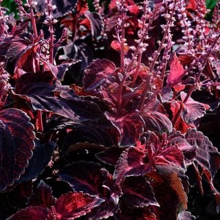 Folia Sunset Coleus plants growing happily in the trial gardens at Baker Creek.