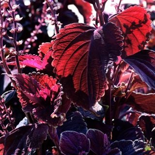 Backlit Folia Velvet Coleus growing in the garden at Baker Creek.