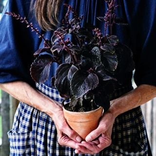 A woman in a checkered skirt is holding a potted Folia Velvet Coleus plant in a pot.