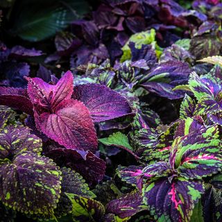 Pinto Mix Coleus growing in the Baker Creek trial gardens at the Mansfield, Missouri, farm.