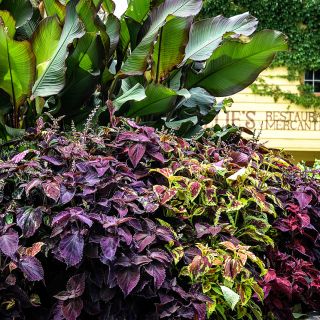 Pinto Mix Coleus flourishing in a garden at the Baker Creek location in Mansfield, Missouri.