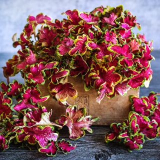 Colocha Rose Coleus leaves arranged in wooden box against a grey background.