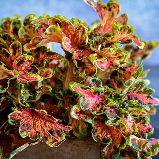 Close-up view of Colocha Sunset Coleus leaves in a wooden box.