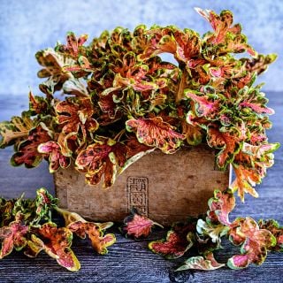Colocha Sunset Coleus leaves arranged in a wooden box on a light grey background.
