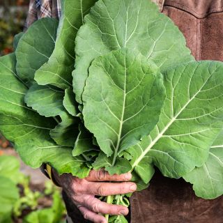 Gardener holding a handful of freshly plucked Georgia Southern or Creole Collards in a greenhouse.
