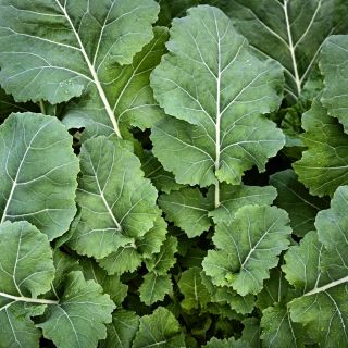 Georgia Southern or Creole Collards growing on the farm at Baker Creek in Missouri.