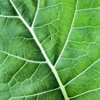 A close-up of a backlit Georgia Southern or Creole Collard leaf growing in the garden.