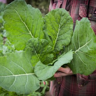 A man holding some freshly harvested Georgia Southern Collards.