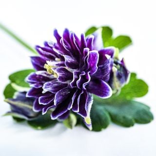A single Barlow Double Columbine flower with foliage on a white background.