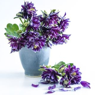 An arrangement of Barlow Double Columbine flowers in a grey ceramic vase  on a white background.