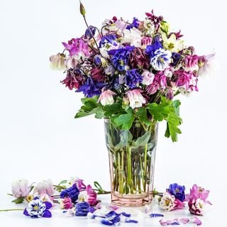 A bouquet of Double Mix Columbine flowers in a pink glass surrounded by flowers on a white background.