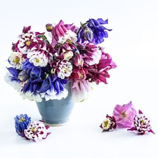 A small arrangement of Double Mix Columbine flowers in a vase on a white background.