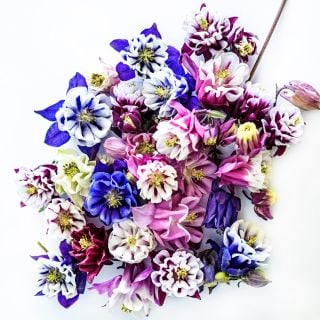 An overhead view of the Double Mix Columbine flower assortment on a white background.