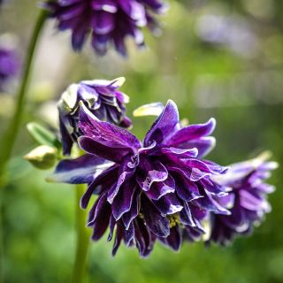 Barlow Double Columbine flowers blooming in the garden at Baker Creek.