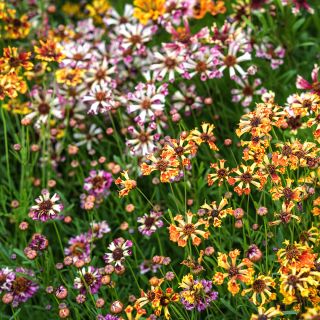 Incredible Sea Shells Mix Coreopsis growing in the trial garden at Baker Creek.