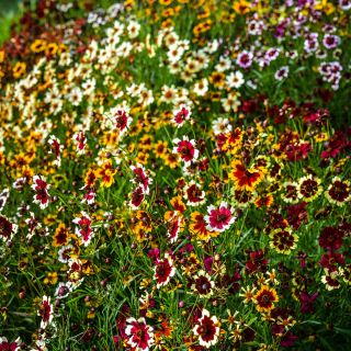 Incredible Dwarf Mix Coreopsis blooming in the trial gardens at Baker Creek.