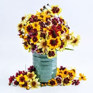Incredible Dwarf Mix Coreopsis flowers in an arrangement in a light green vase.