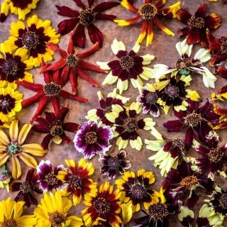 Close-up view of Incredible Dwarf Mix Coreopsis on a copper background.