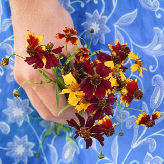 A woman holding a small posey of Incredible Dwarf Mix Coreopsis against her bright paisley blue skirt.