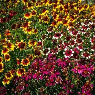 Incredible Dwarf Mix Coreopsis abundantly blooming in the gardens at Baker Creek.